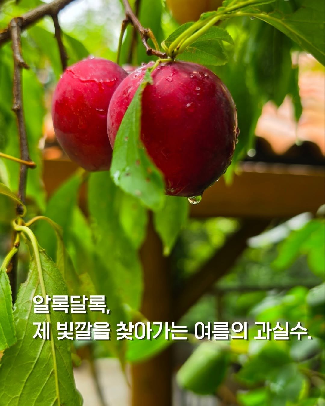 cheongrium 게시물 이미지: 청리움의 푸른 여름, 탐스럽고 아름답게 제 빛깔을 찾아가는 과실수의 조각들.

짙은...