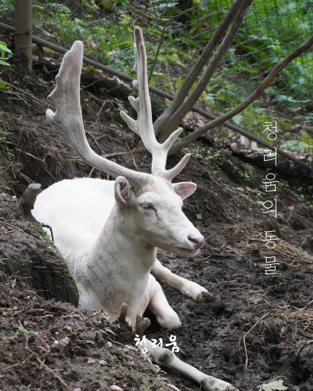 Photo by 청리움 CHEONGRIUM on August 10, 2025. May be an image of deer, antelope, horn and text that says '참 리 청 으며 ਲੰ 의. ofi 물 清コ品'.
