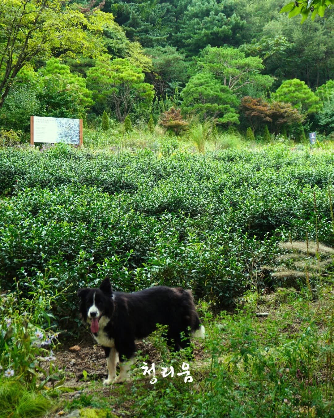 Photo by 청리움 CHEONGRIUM on September 25, 2025. May be an image of collie, Groenendael, outdoors and text that says '청기응'.