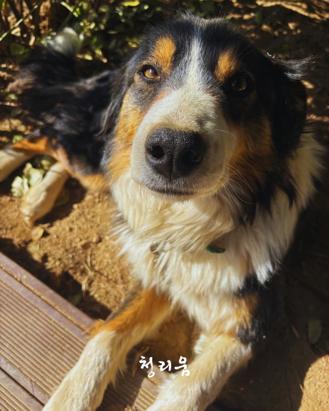 Photo by 청리움 CHEONGRIUM on April 10, 2026. May be an image of collie and text that says '청리움 청'.