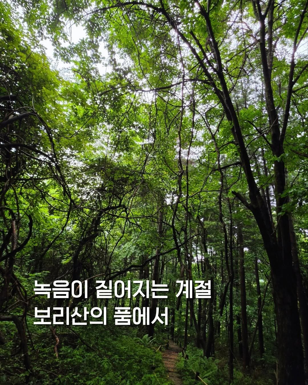 cheongrium 게시물 이미지: 녹음이 짙어지는 계절, 보리산의 품에서

 도시의 소음에서 잠시 벗어나 청리움...
