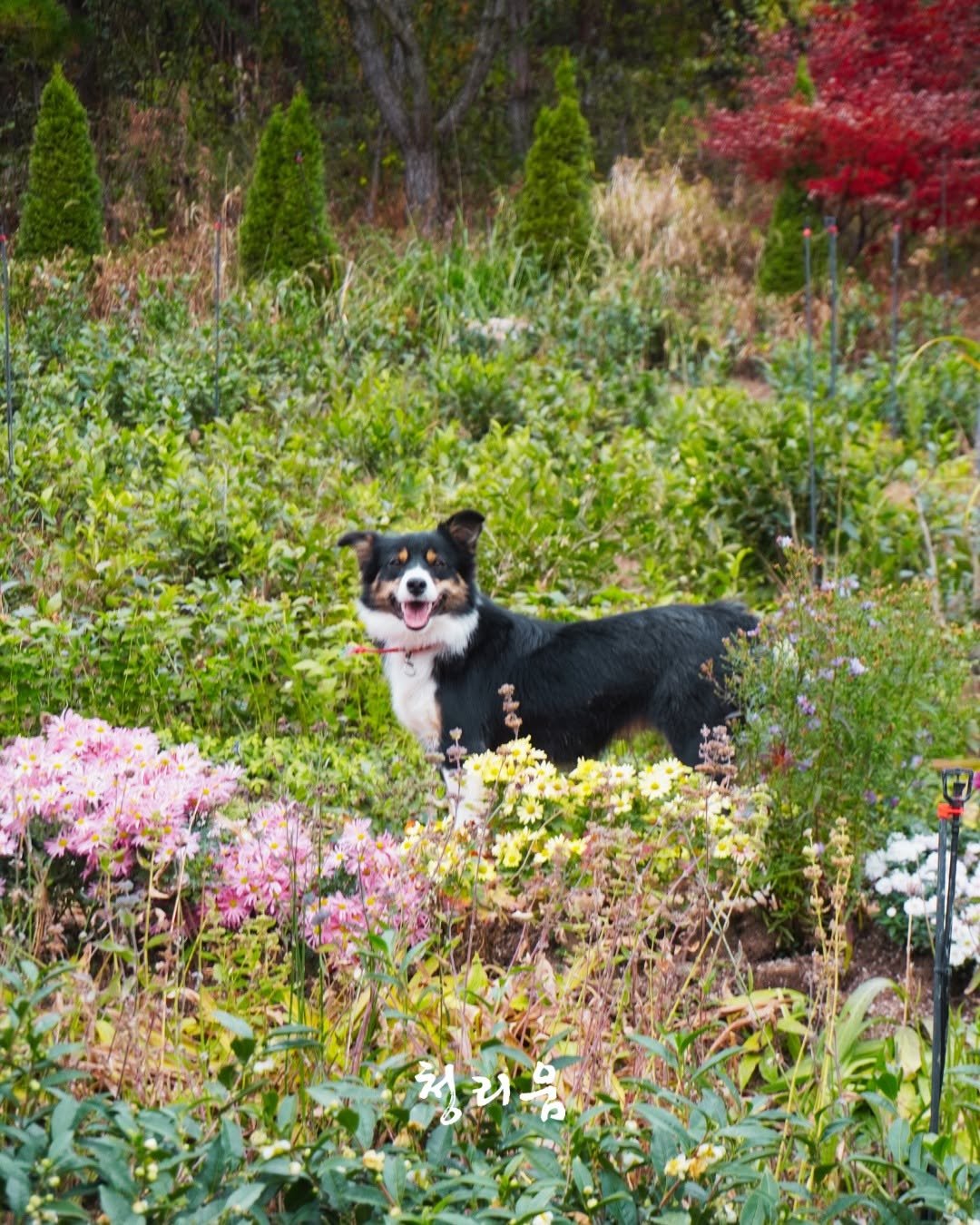 Photo by 청리움 CHEONGRIUM on November 11, 2025. May be an image of collie, corgi, Entlebucher mountain dog and text.
