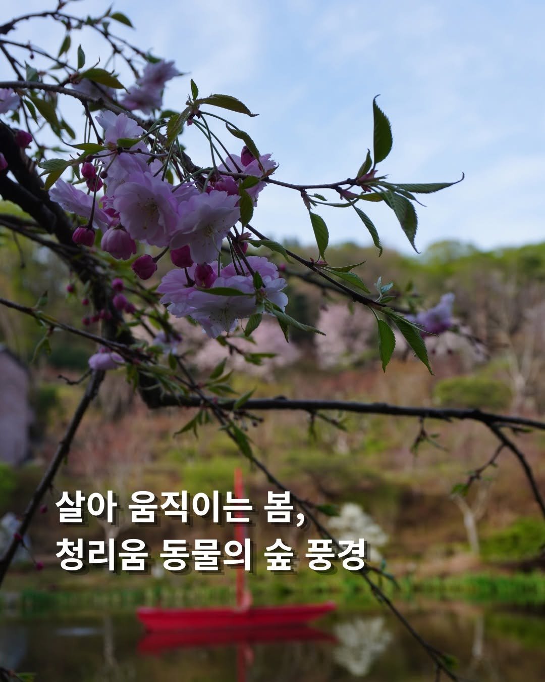 Photo by 청리움 CHEONGRIUM on April 19, 2026. May be an image of text that says '살아 움직이는 봄, 청리움 동물의 金 풍경'.
