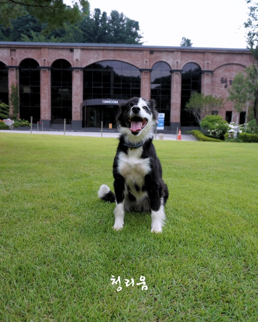 Photo by 청리움 CHEONGRIUM on August 12, 2025. May be an image of collie and text that says 'HANCOM PAN 청리음'.