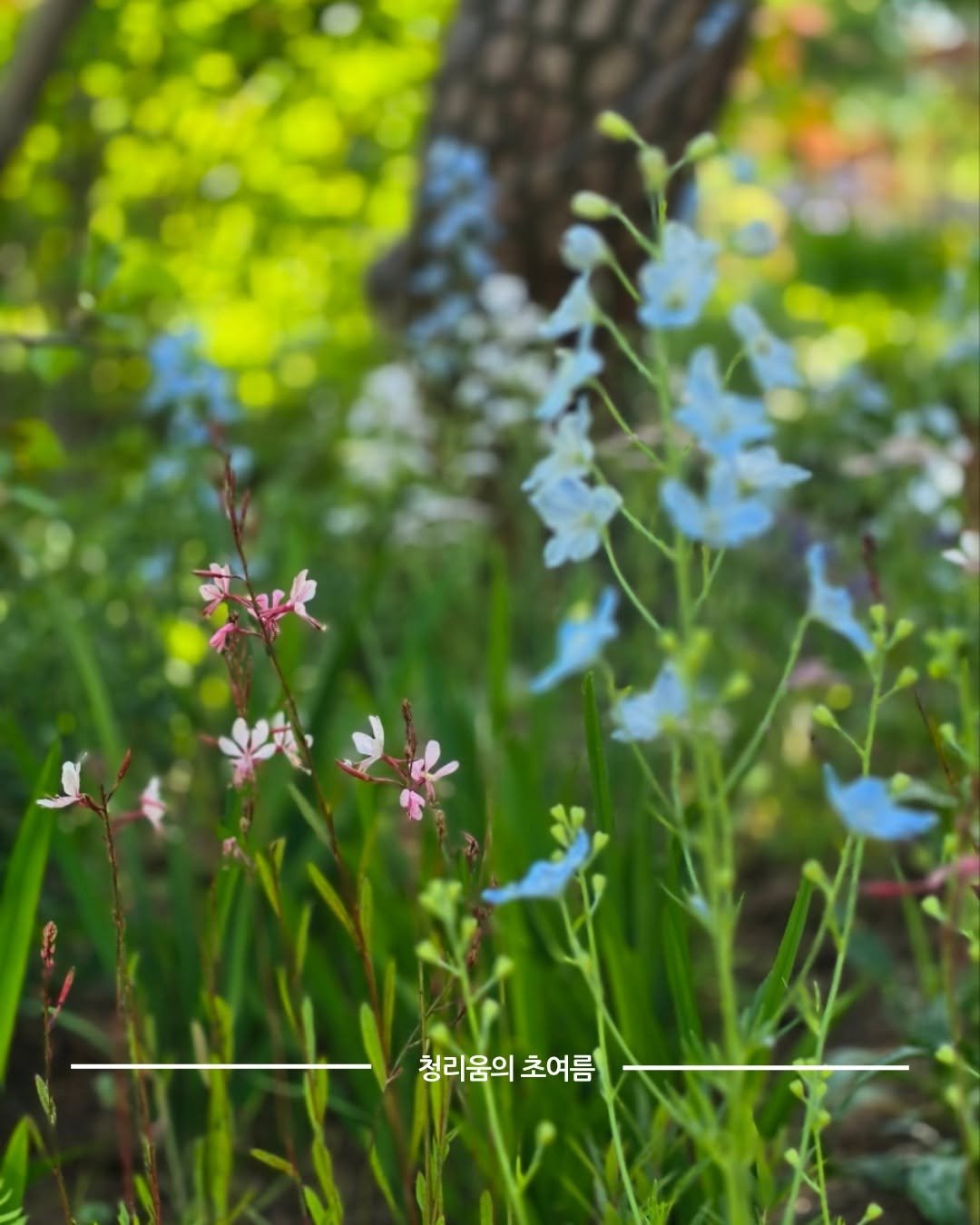cheongrium 게시물 이미지: 푸르른 대자연 속에서 숨 고르기 딱 좋은 요즘, 초여름의 청리움은 지금 가장 눈부신...
