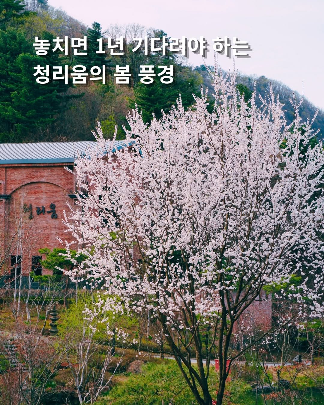 Photo by 청리움 CHEONGRIUM on April 19, 2026. May be an image of stone-fruit tree and text that says '놓치면 1년 년기다리야 하는 청리움의 봄 풍경 കുക'.