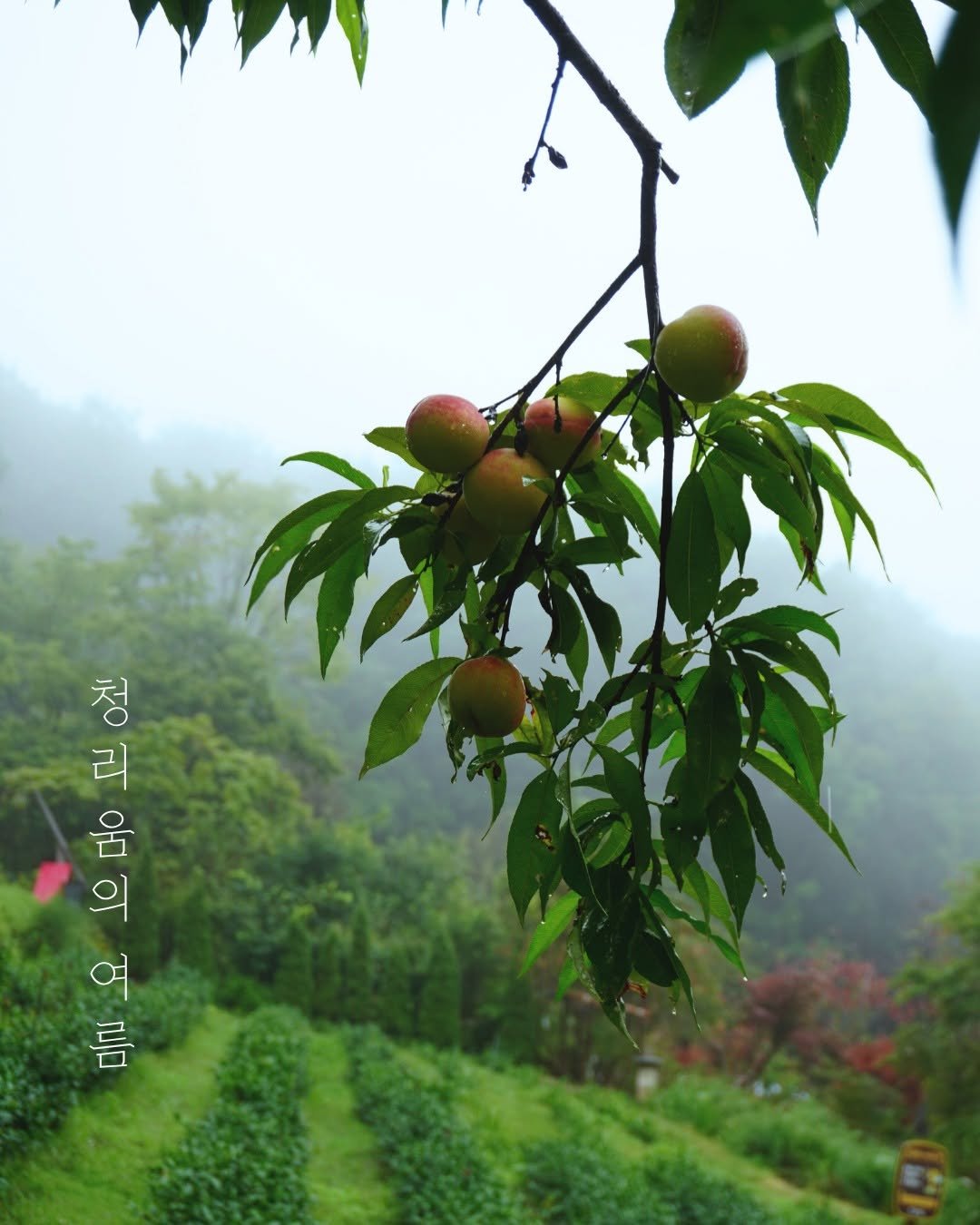 Photo by 청리움 CHEONGRIUM on August 03, 2025. May be an image of stone-fruit tree, longan and text that says '들요오망고 오모모 것이 청 리 모 Lo Ω מוח'.