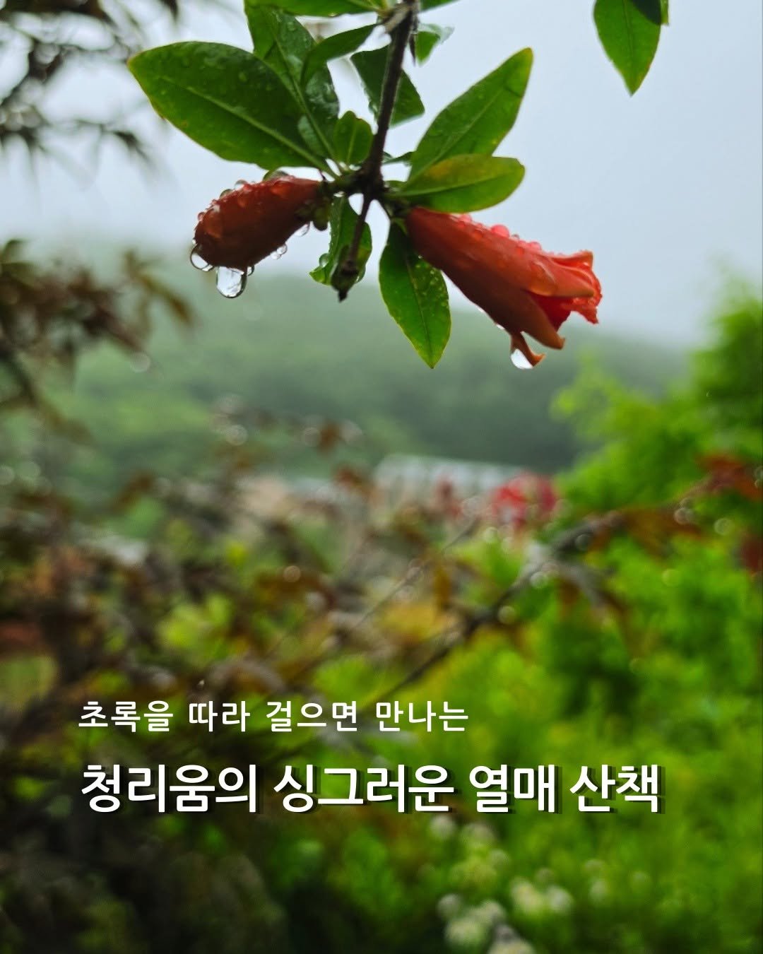 cheongrium 게시물 이미지: 청리움의 여름이 익어가는 중

여름비가 내린 뒤, 청리움은 지금 한층 더...