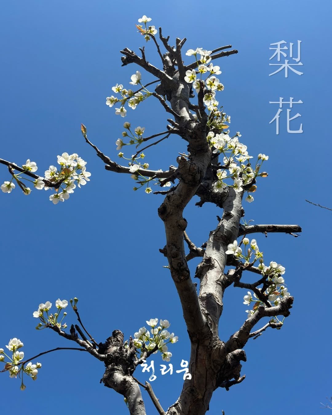 Photo by 청리움 CHEONGRIUM on April 10, 2026. May be an image of ‎stone-fruit tree, devilwood and ‎text that says '‎梨 花 رم 청리응 응‎'‎‎.