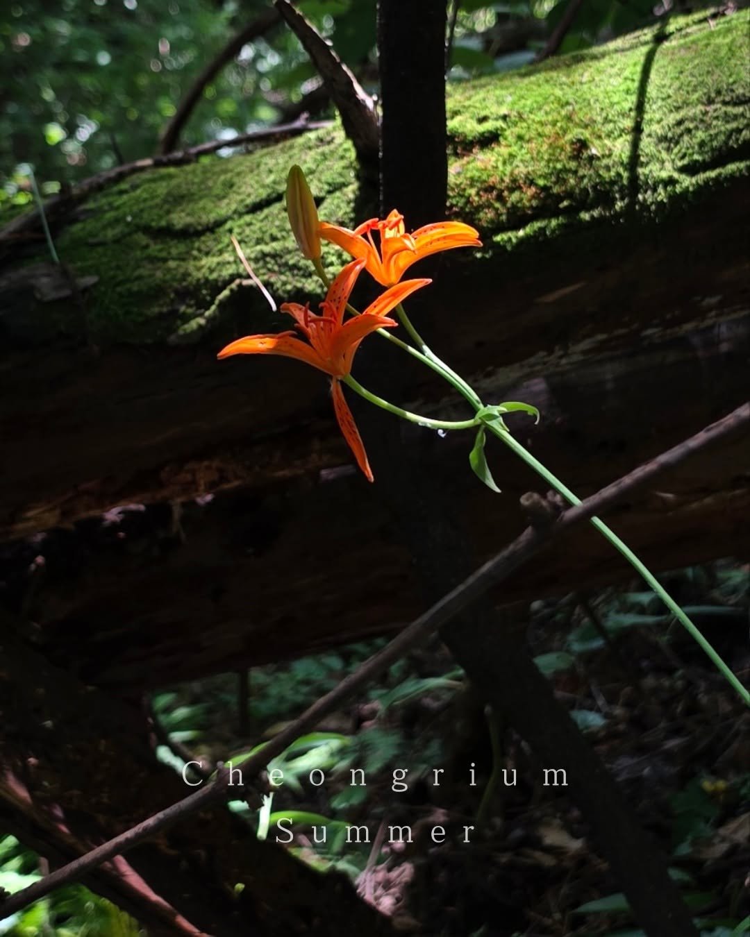 cheongrium 게시물 이미지: 청리움의 여름
