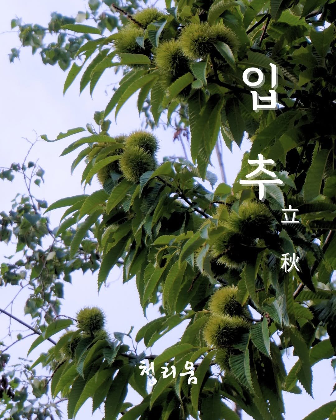 Photo by 청리움 CHEONGRIUM on August 06, 2025. May be an image of text that says '입. 추 효 秋 청리음'.