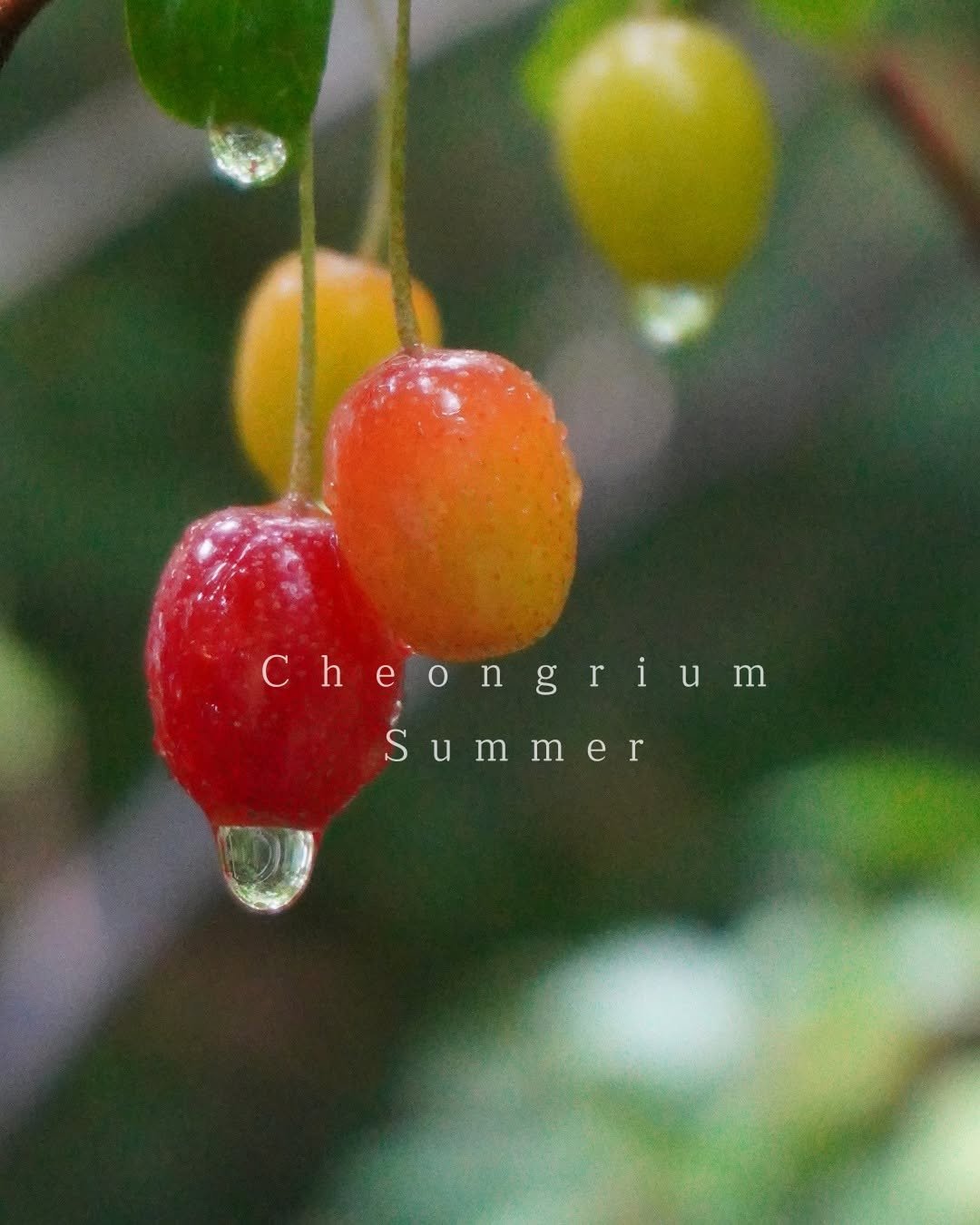 cheongrium 게시물 이미지: [공지] 7~8월 여름철 장마 및 우천 시 무료개방 일정 취소 안내

7월과 8월...