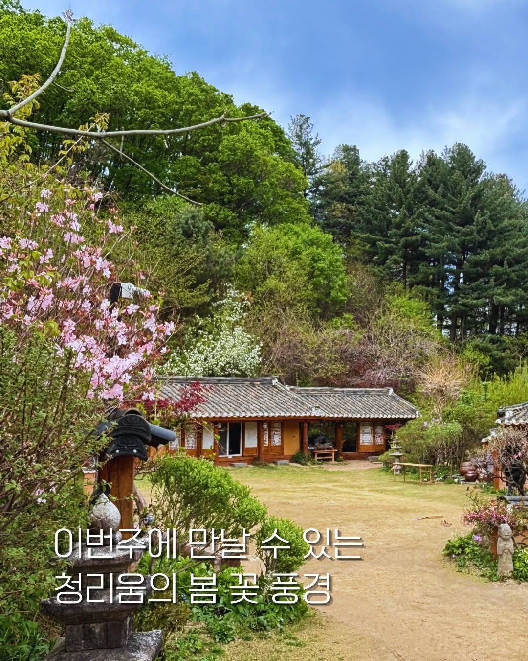 Photo by 청리움 CHEONGRIUM on April 26, 2026. May be an image of Gyeongbokgung Palace, outdoors and text that says '이번주에 에 만는 번주에만날수있는 수있는 청리움의 봄 청리움의봄꽃풍경 买'.