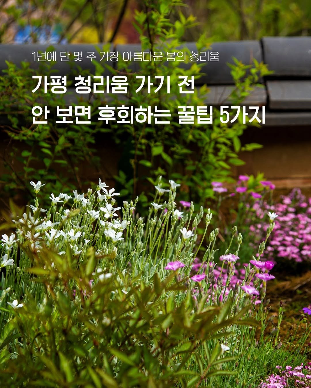 Photo by 청리움 CHEONGRIUM on April 19, 2026. May be an image of baby's-breath, scorpion grass and text that says '1년에 단몇 몇 주 단몇주가장아름다운 가장 아름다운 봄의 청리움 가평 청리움 가기 전 안 보면 후회하는 꿀팁 5가지'.
