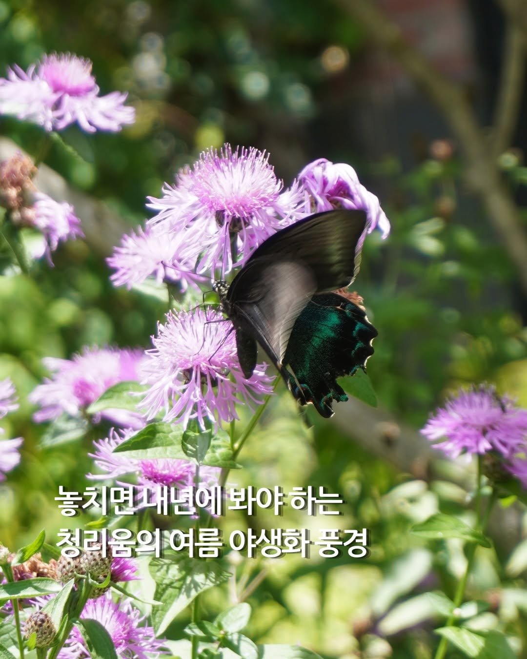 cheongrium 게시물 이미지: 놓치면 내년에 봐야 하는 청리움 여름 야생화 풍경

지금 청리움의 여름은 그 어느...