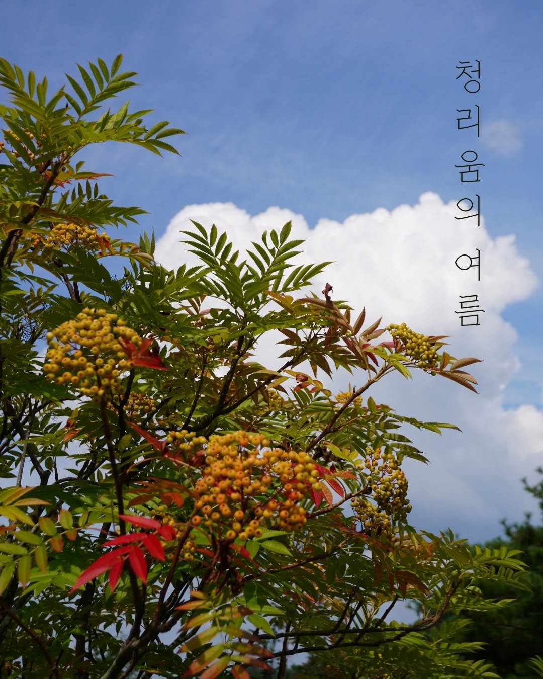 Photo by 청리움 CHEONGRIUM on August 10, 2025. May be an image of text.