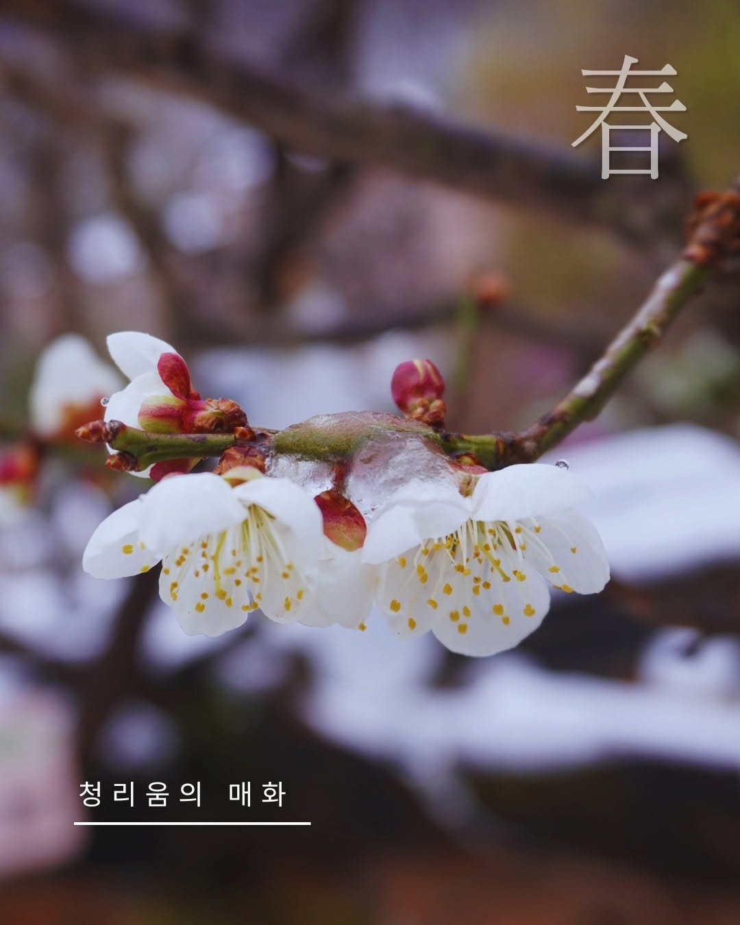 Photo by 청리움 CHEONGRIUM on April 09, 2026. May be an image of flower, stone-fruit tree and text that says '春 청리움의 청리움의매화 매화'.