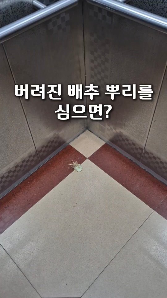 cherry_blossom_inil 게시물 이미지: 버려진 배추 뿌리를 심으면, 배추가 자랄까요?