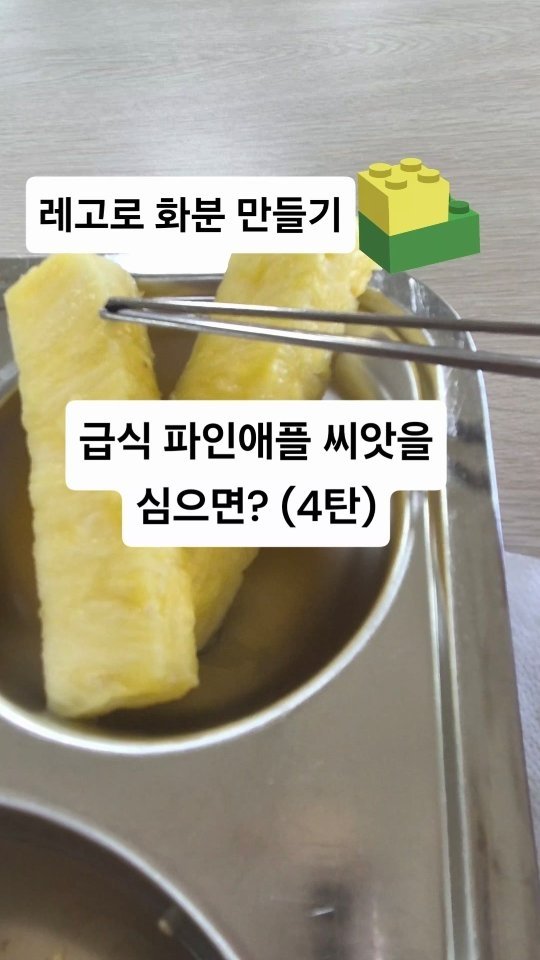 cherry_blossom_inil 게시물 이미지: 학교 급식의 파인애플 씨앗을 심어서 키우고 있습니다.
현재 새싹이 잘 크고 있고요....