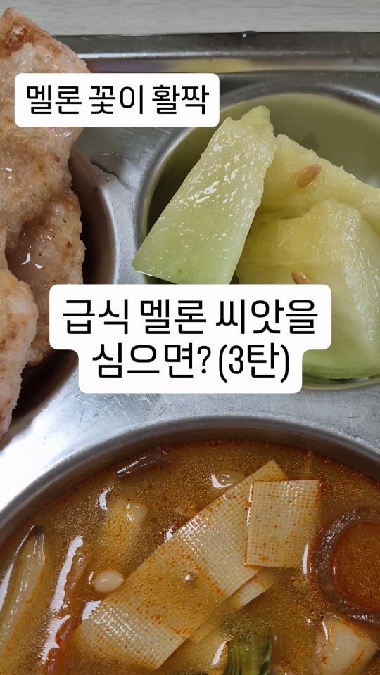 cherry_blossom_inil 게시물 이미지: 학교 급식의 멜론 씨앗을 심었더니.
꽃이 활짝 폈습니다~~
멜론 꽃 보고...