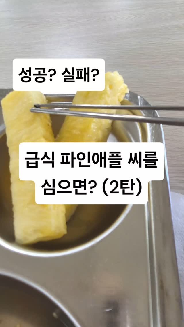 cherry_blossom_inil 게시물 이미지: 학교 급식의 파인애플 씨를 심으면, 파인애플이 열릴까요? 😄😁😆
씨는...
