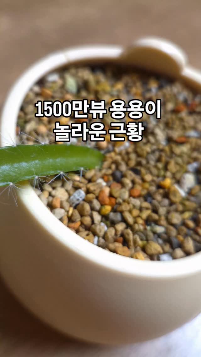 cherry_blossom_inil 게시물 이미지: 총 1,500만 뷰의 주인공 용용이 근황입니다.
끝 부분에서 뿌리가 나오고 있습니다ㄷㄷ