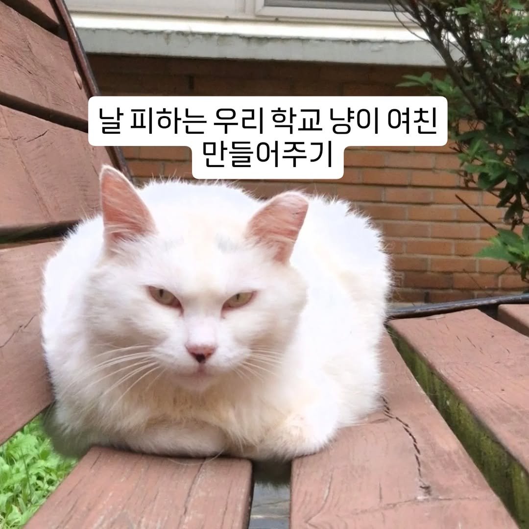 Photo by 행복한 학교 일상 on January 21, 2026. May be an image of cat and text that says '날피하는우리 날 피하는 우리 학교 냥이 여친 만들어주기'.