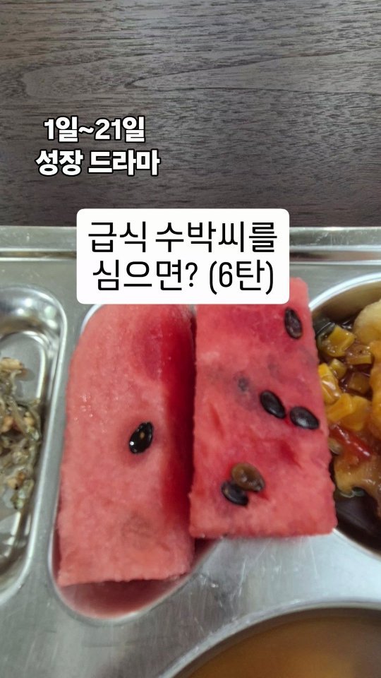 cherry_blossom_inil 게시물 이미지: 학교 급식에서 나온 수박씨를 심으면 정말 수박이 열릴까요?
이 영상은 수박이 열린...