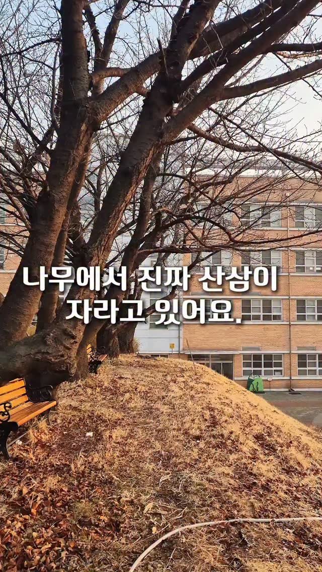 cherry_blossom_inil 게시물 이미지: 나무에서 자라는 산삼