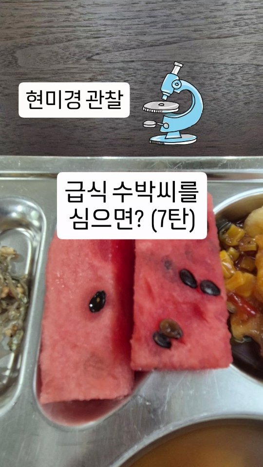 cherry_blossom_inil 게시물 이미지: 학교 급식에서 나온 수박씨를 심으면 정말 수박이 열릴까요?
이 영상은 현미경으로...