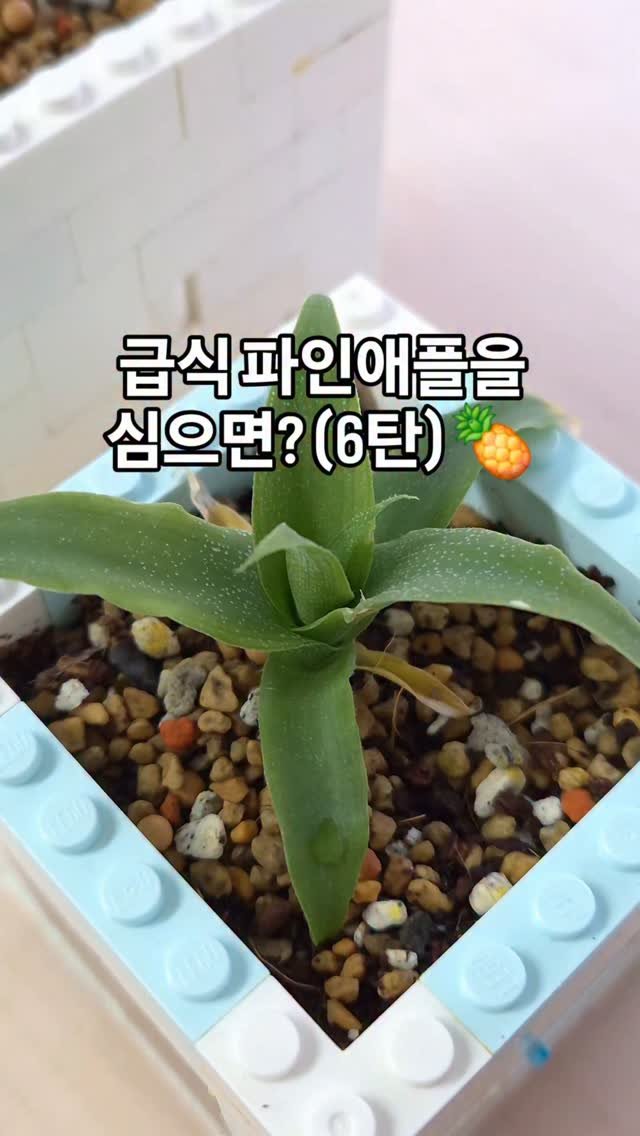 cherry_blossom_inil 게시물 이미지: 급식 파인애플 씨앗을 심으면? 6탄입니다😆
파인애플이 열리려면, 2년은 더...