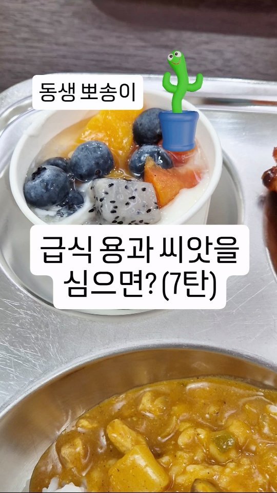 cherry_blossom_inil 게시물 이미지: 학교 급식의 용과 씨앗을 심어서 키우고 있습니다.
씨앗이 잘 발아하여, 건강하게...