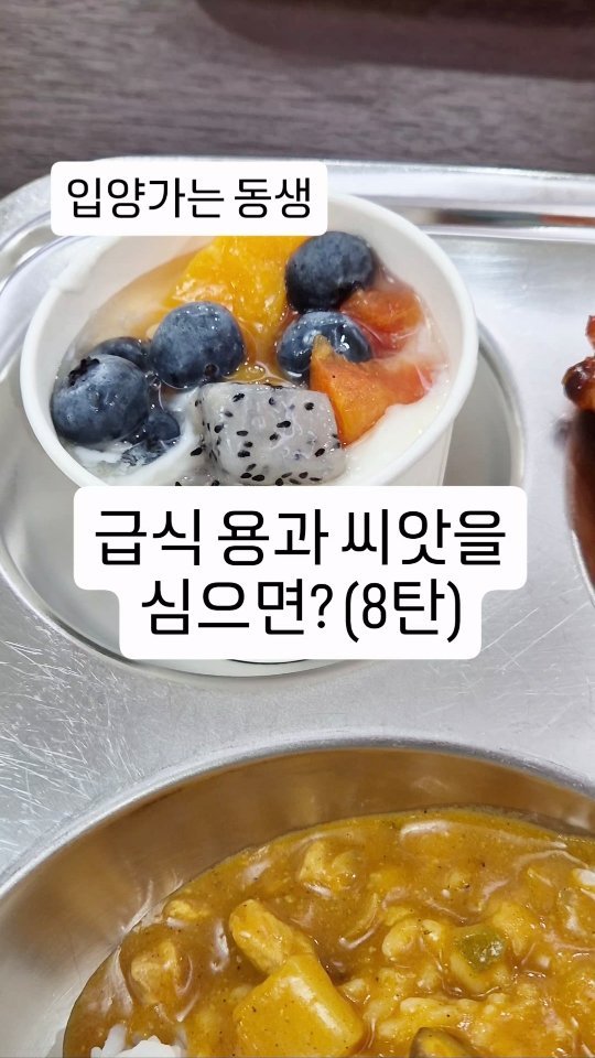 cherry_blossom_inil 게시물 이미지: 학교 급식의 용과 씨앗이 잘 크고 있습니다.
오늘은 동생들이 입양가는...