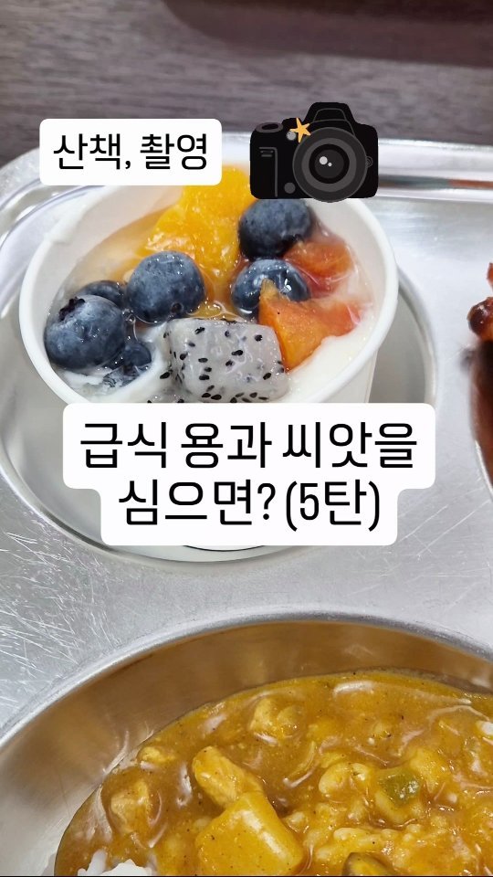 cherry_blossom_inil 게시물 이미지: 학교 급식의 용과 씨앗을 심으면 용과가 열릴까요?
씨앗은 발아될까요?
용과 씨앗의...