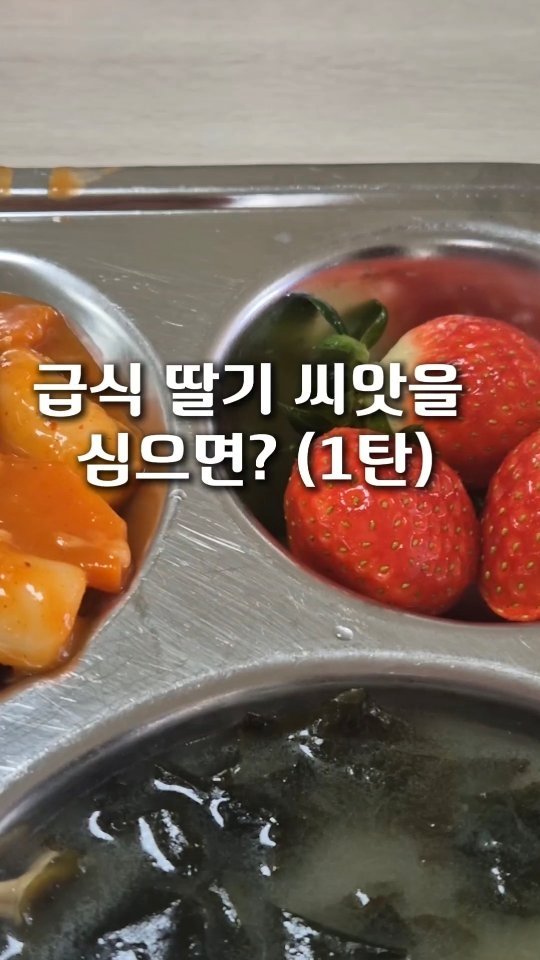 cherry_blossom_inil 게시물 이미지: 학교 급식의 딸기 씨앗을 심는 영상입니다.
귀여운 쪼꼬미 싹이 나왔습니다.😆

#인일여고