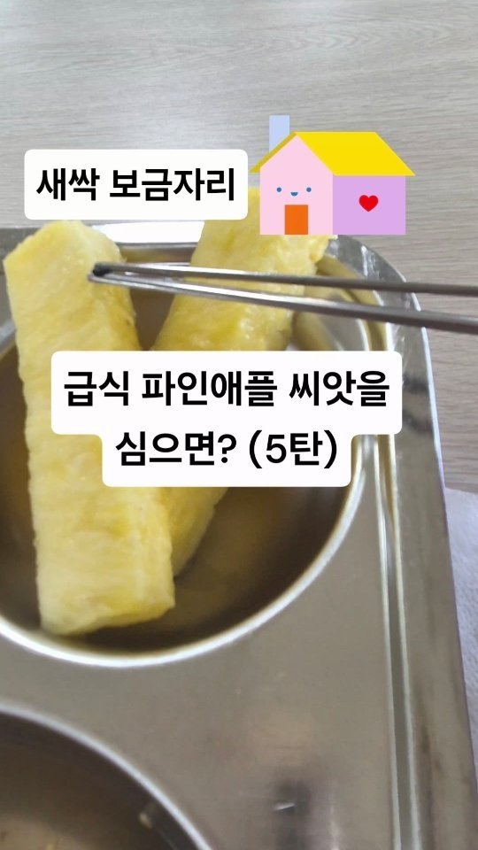 cherry_blossom_inil 게시물 이미지: 학교 급식의 파인애플 씨앗을 심어봤습니다. 🍍
여러 어려움이 있었지만, 현재 잘...