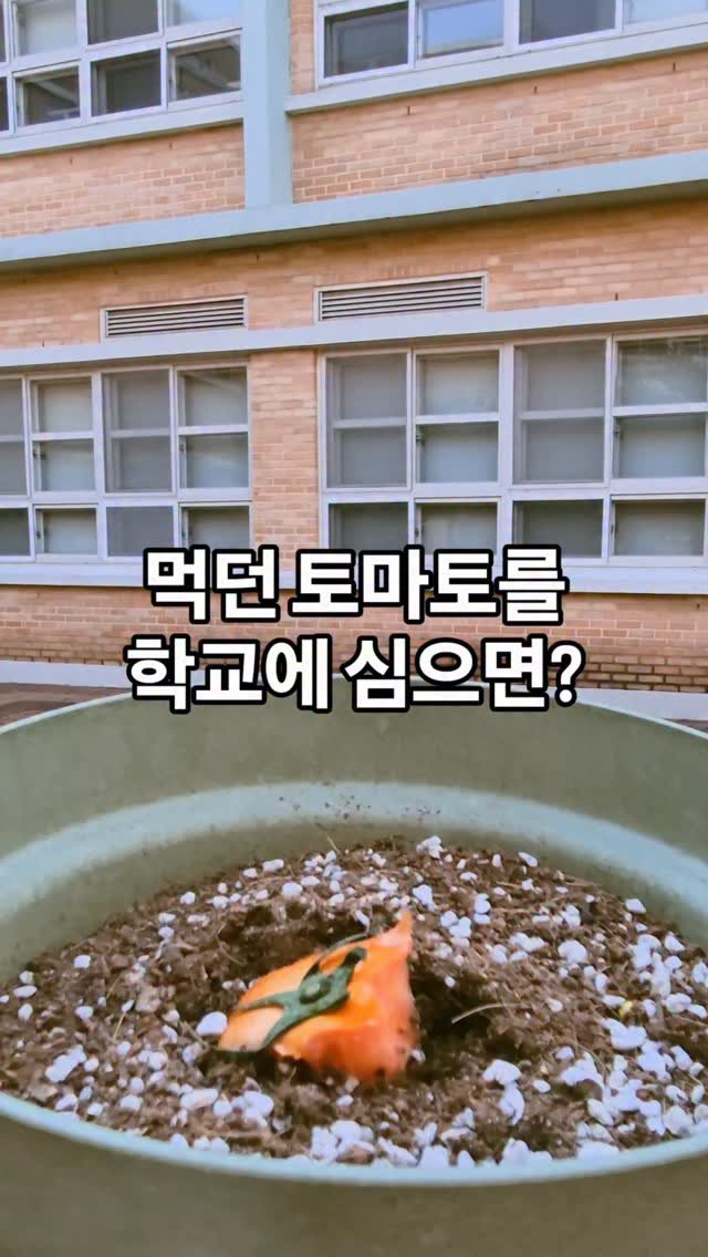 cherry_blossom_inil 게시물 이미지: 먹던 토마토를 교실 옆에 심었습니다.😆
어떻게 되었을까요?
영화. 리틀포레스트를...