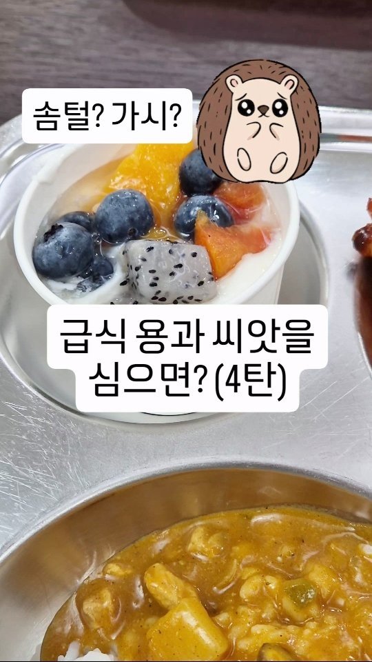 cherry_blossom_inil 게시물 이미지: 학교 급식의 용과 씨를 심으면 용과가 열릴까요?
씨앗은 발아될까요?
용과 씨앗의...