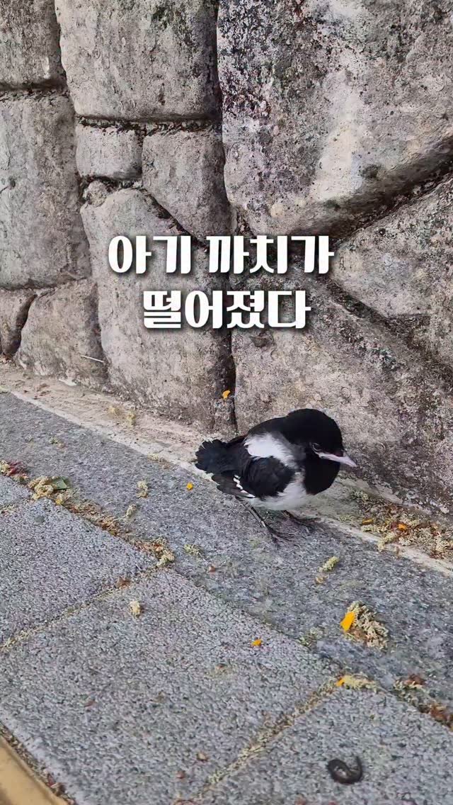 cherry_blossom_inil 게시물 이미지: 나무에서 아기 까치가 떨어졌습니다.
날갯짓 연습 중에 떨어졌나봐요.
그냥 보고만 있을 수는 없네요.