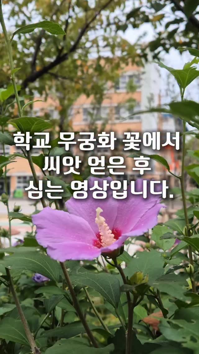 cherry_blossom_inil 게시물 이미지: 학교 무궁화 꽃에서 씨앗을 얻었습니다.
잘 키워서, 전 세계에 K꽃을...