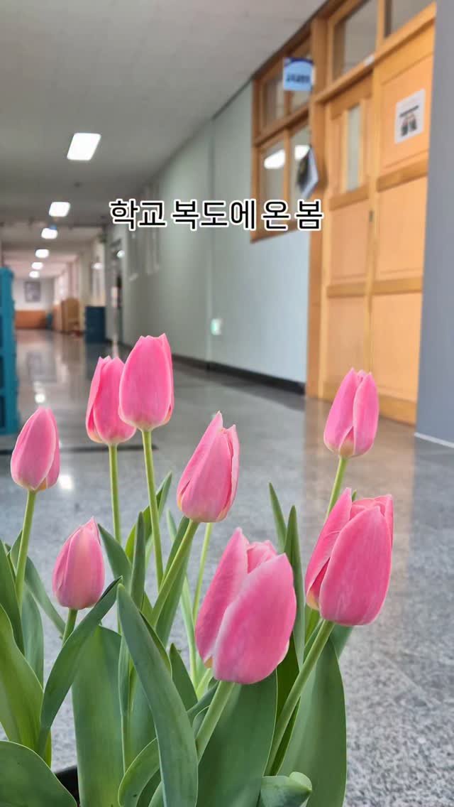 cherry_blossom_inil 게시물 이미지: 인일여고 복도에 봄이 배달되었습니다.
3달 전, 튤립 동아리에서 심었던 튤립...
