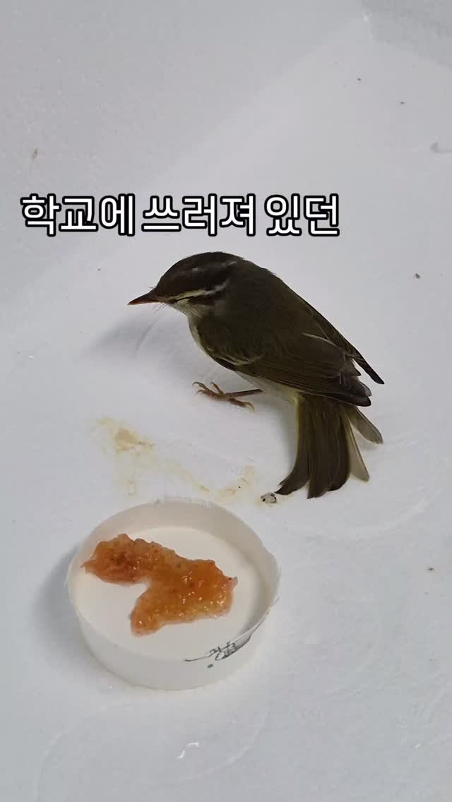 cherry_blossom_inil 게시물 이미지: 학교에 쓰러져 있던 새를 구조하여 보살펴 주었습니다.
어떻게 되었을까요? 😆