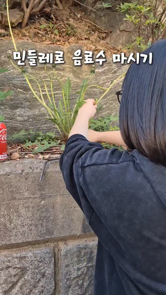 cherry_blossom_inil 게시물 이미지: 민들레로 음료수를 마실 수 있을까요? 
카페 갈 때 민들레 챙겨가세요😆
@hajimawhyduo