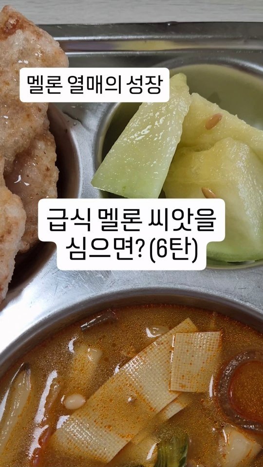 cherry_blossom_inil 게시물 이미지: 학교 급식의 멜론 씨앗을 심었습니다.
멜론이 많이 성장하고 있고요.
네트도 형성...