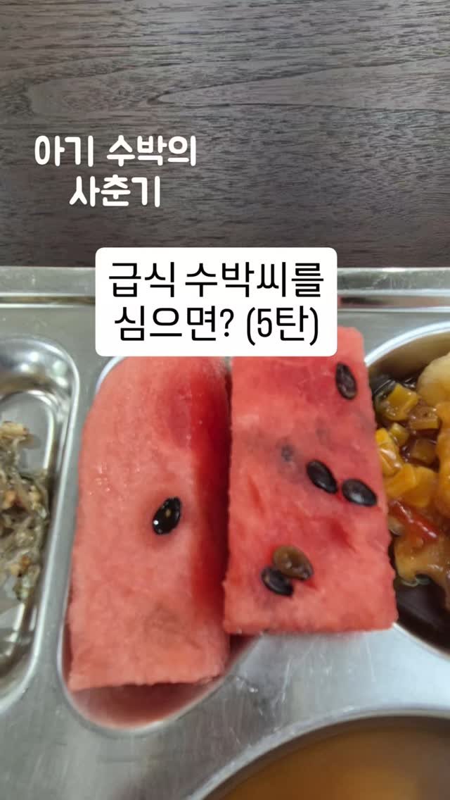 cherry_blossom_inil 게시물 이미지: 학교 급식의 수박 씨를 심으면 수박이 열릴까요?
씨앗은 발아될까요?
수박 씨앗의...