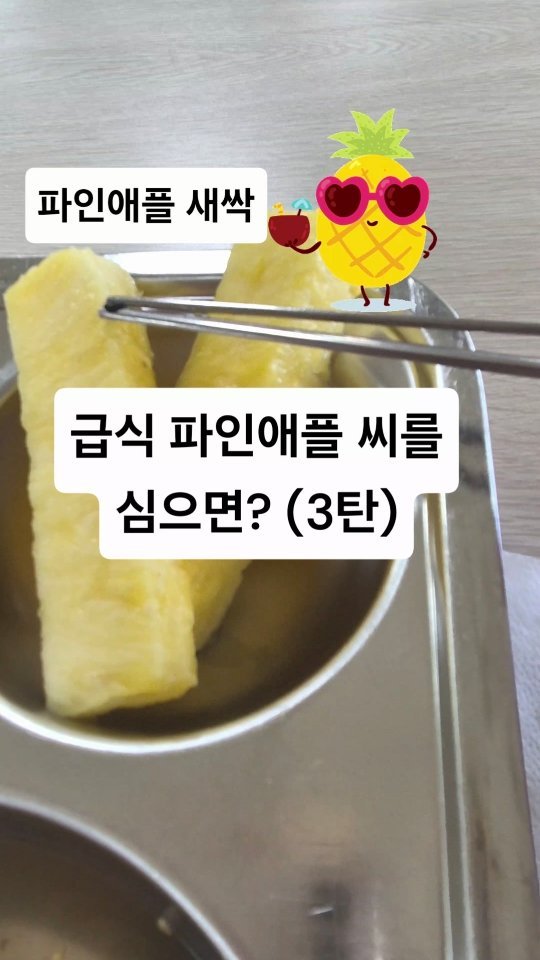 cherry_blossom_inil 게시물 이미지: 학교 급식의 파인애플 씨앗을 심으면,
과연 파인애플이 열릴까요?
씨앗은...