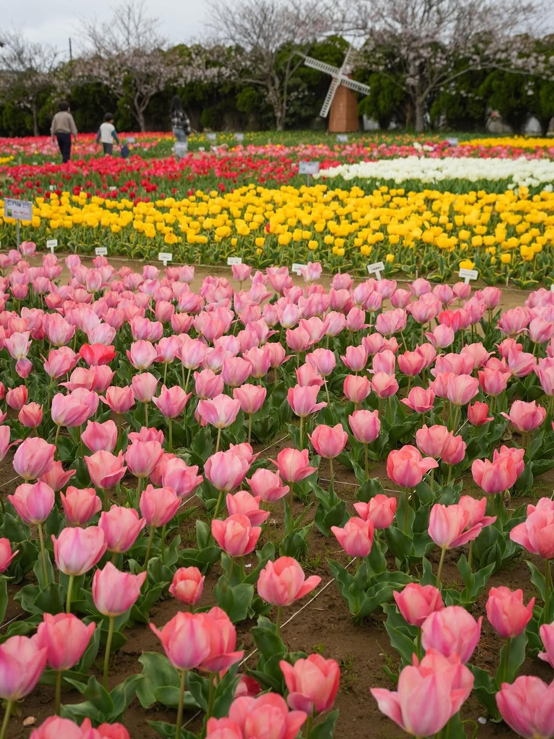 chibanippo 게시물 이미지: 🌷匝瑳でチューリップ祭り🌷

こんばんは！千葉日報です🗞

匝瑳(そうさ)市の「のさか花の広場...