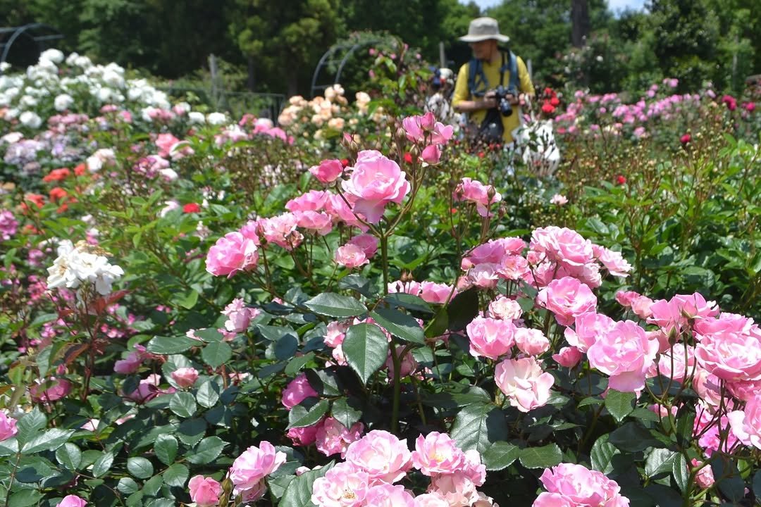 chibanippo 게시물 이미지: こんばんは、千葉日報です💨

佐倉市の佐倉草ぶえの丘バラ園で、1250種2500株のバラが見頃...