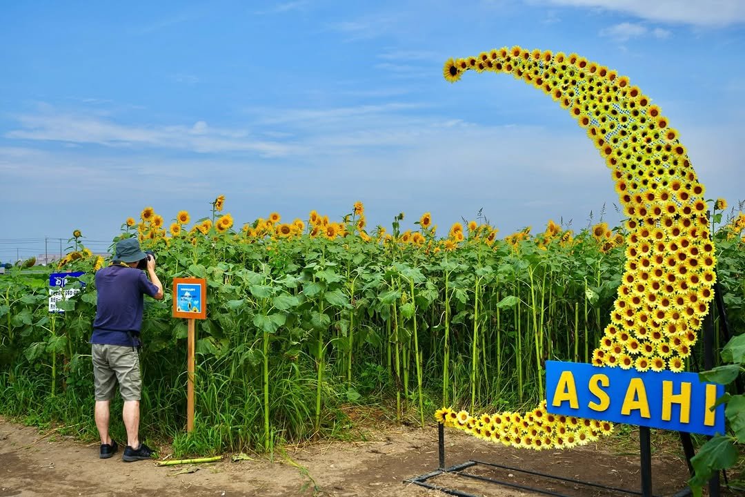 chibanippo 게시물 이미지: 🌻笑顔咲くヒマワリ畑🌻

あさひ鎌数工業団地(旭市)で...