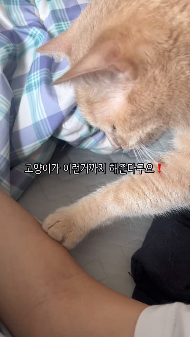 chichiwor 게시물 이미지: 고양이가 이런거까지 해준다구요